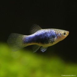 Platy Bleu Tuxedo - Xiphophorus Maculatus