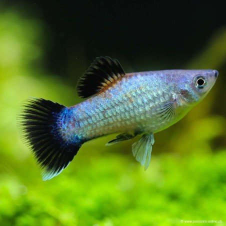 Platy Blue Wagtail - Xiphophorus Maculatus