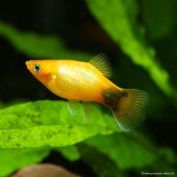 Platy Golden Mickey Mouse - Xiphophorus Maculatus