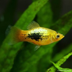 Platy Golden Tuxedo - Xiphophorus Maculatus