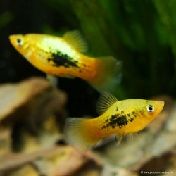 Platy Golden Tuxedo - Xiphophorus Maculatus