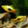 Platy Golden Tuxedo - Xiphophorus Maculatus