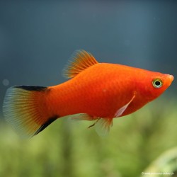 Platy Rouge Comète - Xiphophorus Maculatus