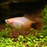 Plamey Sunburst Topolino - Xiphophorus Maculatus