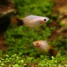 Plamey Sunburst Topolino - Xiphophorus Maculatus