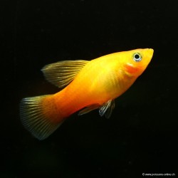 Plamey Sunset Hi-Si-Pin - Xiphophorus Maculatus