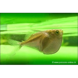 Poisson hachette platine - Thoracocharax stellatus
