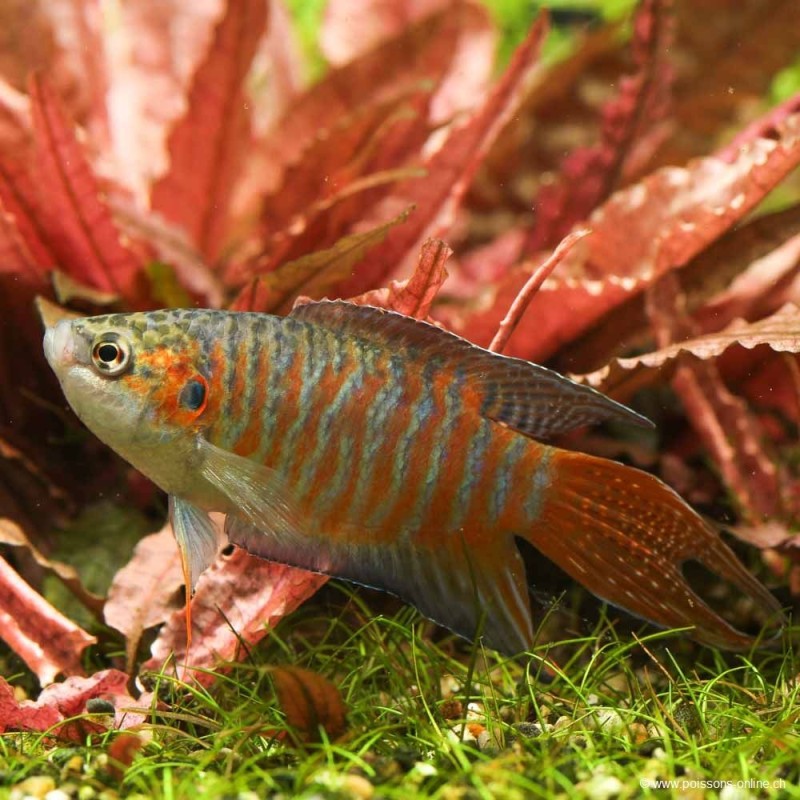 Poisson-Paradis - Macropodus Opercularis