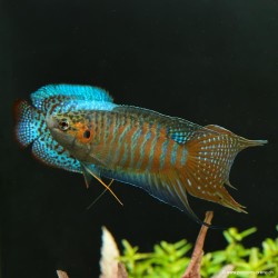 Poisson-Paradis - Macropodus Opercularis