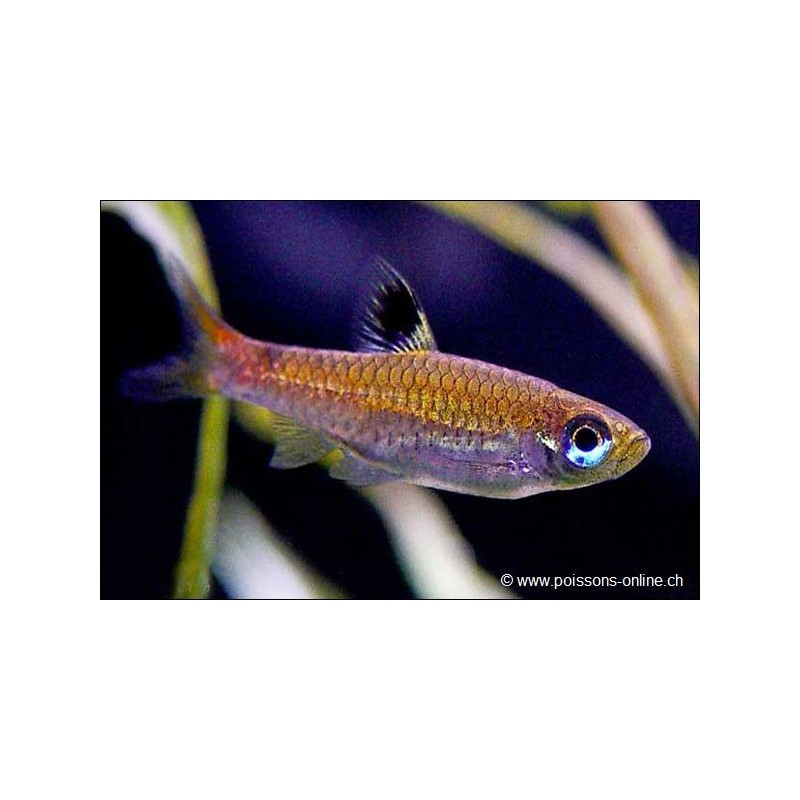 Rasbora À Ocelle Dorsale - Rasbora Dorsiocellata