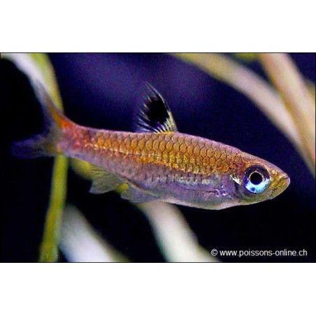 Rasbora À Ocelle Dorsale - Rasbora Dorsiocellata