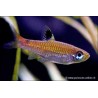 Rasbora À Ocelle Dorsale - Rasbora Dorsiocellata