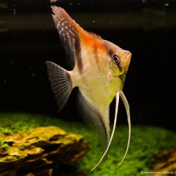 Skalare Manacapuru Red Back - Pterophyllum Scalare