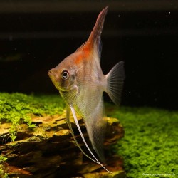 Skalare Manacapuru Red Back - Pterophyllum Scalare