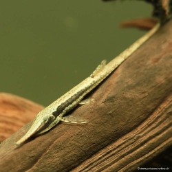 Nadelwels - Farlowella Acus