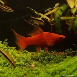 Xipho Red Velvet Lyre - Xiphophorus Helleri