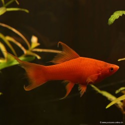 Xipho Red Velvet Lyre - Xiphophorus Helleri