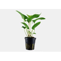 Anubias gracilis
