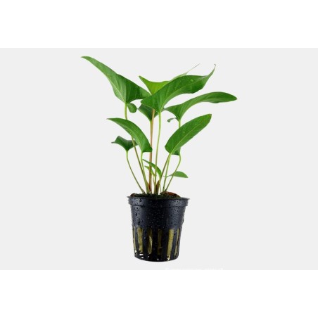 Anubias gracilis