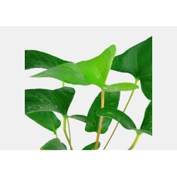 Anubias gracilis