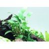 Anubias gracilis