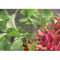 Anubias gracilis