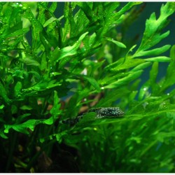 Bolbitis heudelotii