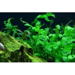 Bolbitis heudelotii