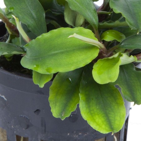 Bucephalandra pygmaea 'Bukit Kelam'