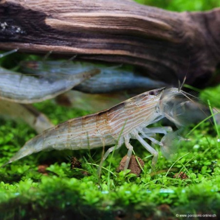 Gamberi radar - Atya Moluccensis