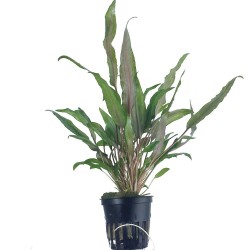 Cryptocoryne undulata 'Broad Leaf'
