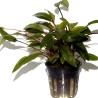 Cryptocoryne undulata 'Broad Leaf'
