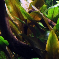 Cryptocoryne undulata 'Broad Leaf'