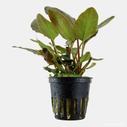 Lagenandra meeboldii 'Red'