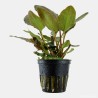 Lagenandra meeboldii 'Red'