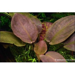 Lagenandra meeboldii 'Red'