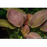 Lagenandra meeboldii 'Red'