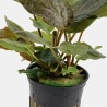 Lagenandra meeboldii 'Red'