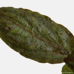 Lagenandra meeboldii 'Red'