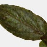 Lagenandra meeboldii 'Red'