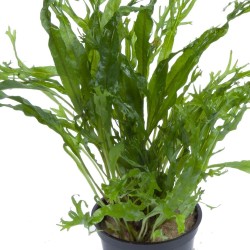 Microsorum pteropus 'Windeløv'