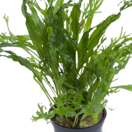 Microsorum pteropus 'Windeløv'