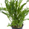 Microsorum pteropus 'Windeløv'
