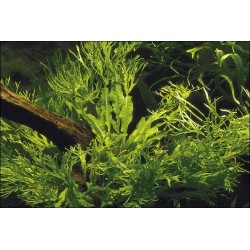 Microsorum pteropus 'Windeløv'