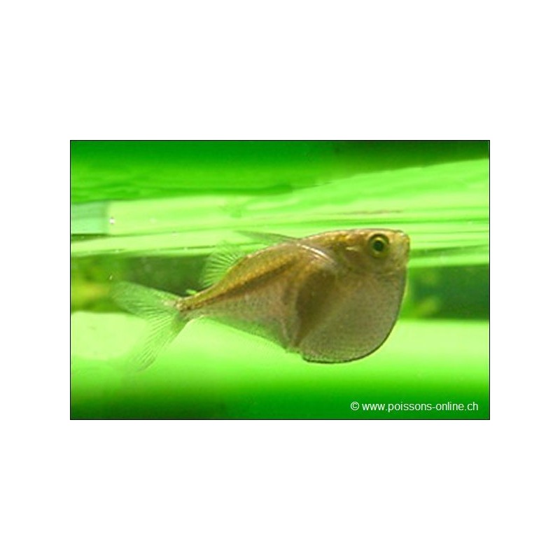 Poisson hachette platine - Thoracocharax stellatus