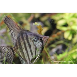 Scalaire Zebré Fumé - Pterophyllum Scalare