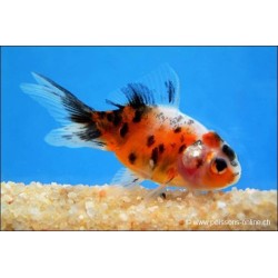 Löwenkopf - Calico - Carassius Auratus