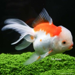 Löwenkopf - Rot Weiss - Carassius Auratus
