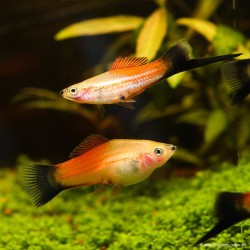 XIPHO PINEAPPLE WAGTIL - Xiphophorus Helleri