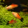 XIPHO PINEAPPLE WAGTIL - Xiphophorus Helleri